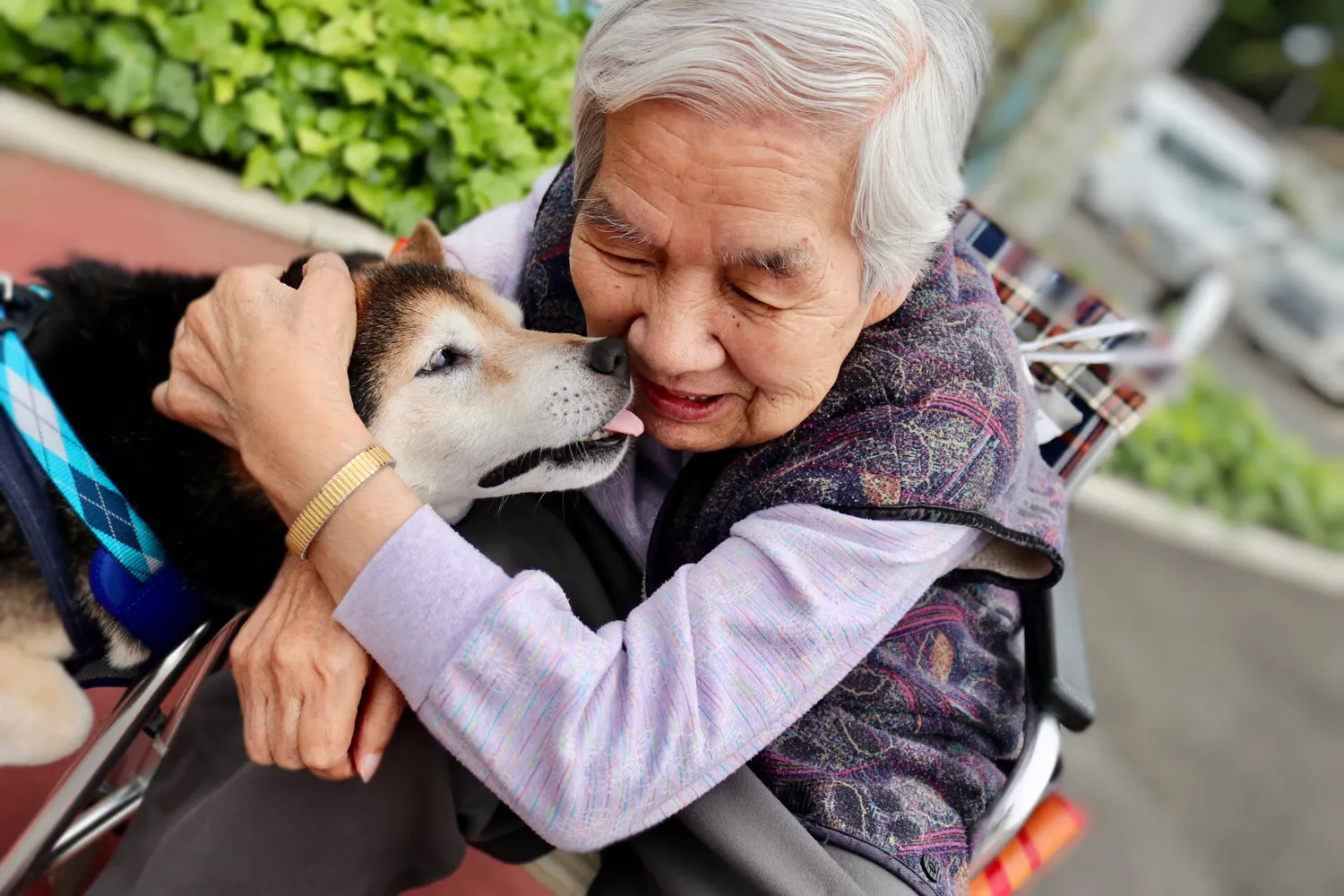 愛犬と触れ合う高齢の女性
